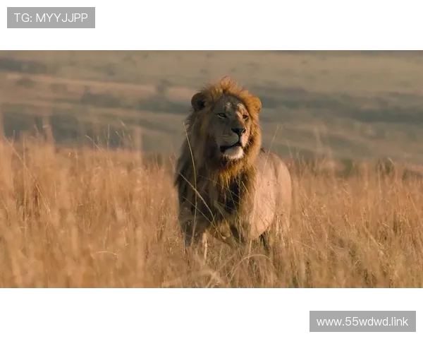 非洲原生态直播：探索神秘大陆的视觉盛宴